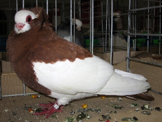 4b1ea02423629.jpg